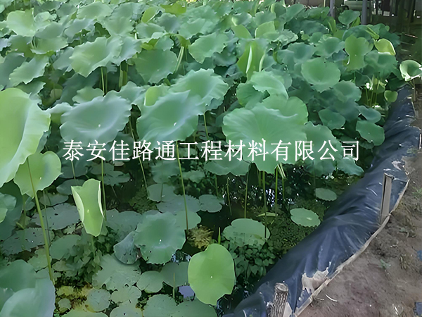 魚蝦養(yǎng)殖防滲膜坡面怎么處理？這些方法保穩(wěn)固防滲漏